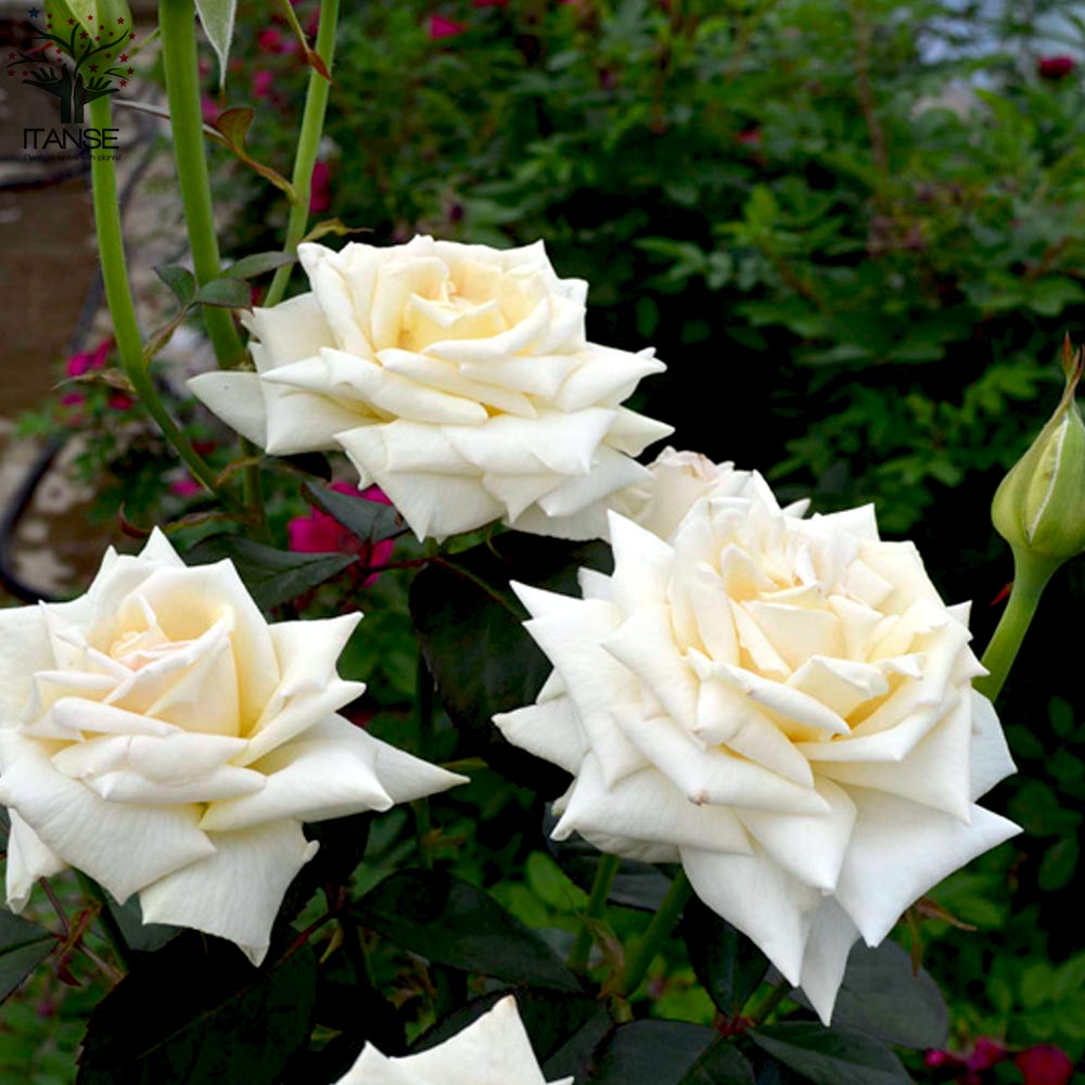 クレム ドゥ メイアン ハイブリッドティー 薔薇【花苗 6号鉢 バラ大苗