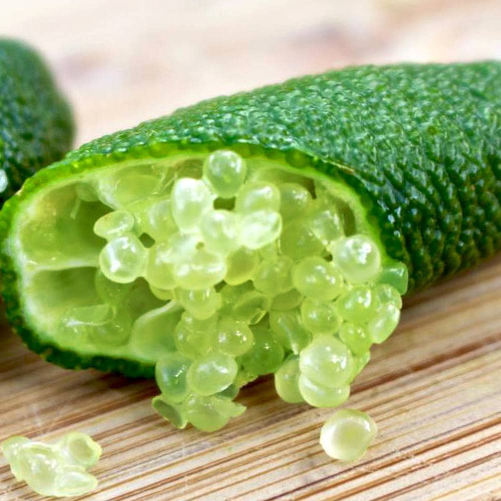 フィンガーライムの苗 グリーンアルストンビル【果樹の苗木 18cmポット大苗 2年生 接木苗／1個売り】