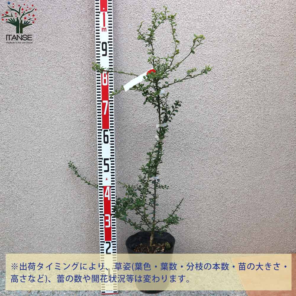 ⑥*ஐ2種*ஐ接木・フィンガーライム・苗木【ジャリレッド・イエローサンシャイン】 ⑥*ஐ2種*ஐ接木・フィンガーライム・苗木【ジャリレッド