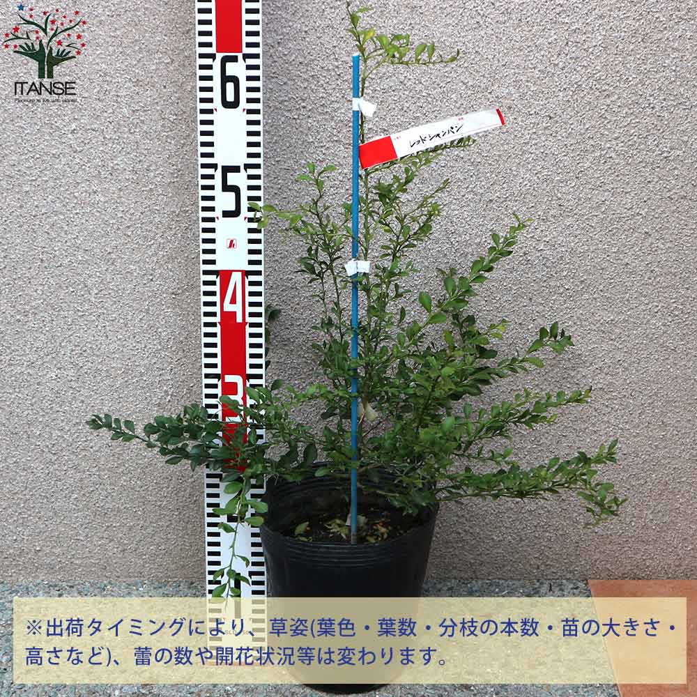 2年生　フィンガーライム接木苗／レッドシャンパン　樹高90cm 8号鉢 2年生 フィンガーライム接木苗／レッドシャンパン 樹高90cm 8号