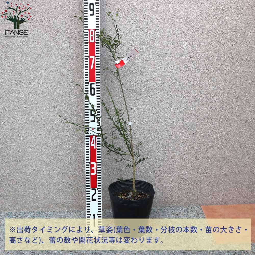 フィンガーライム 「 レインフォレストパール 」4-35 3.5号