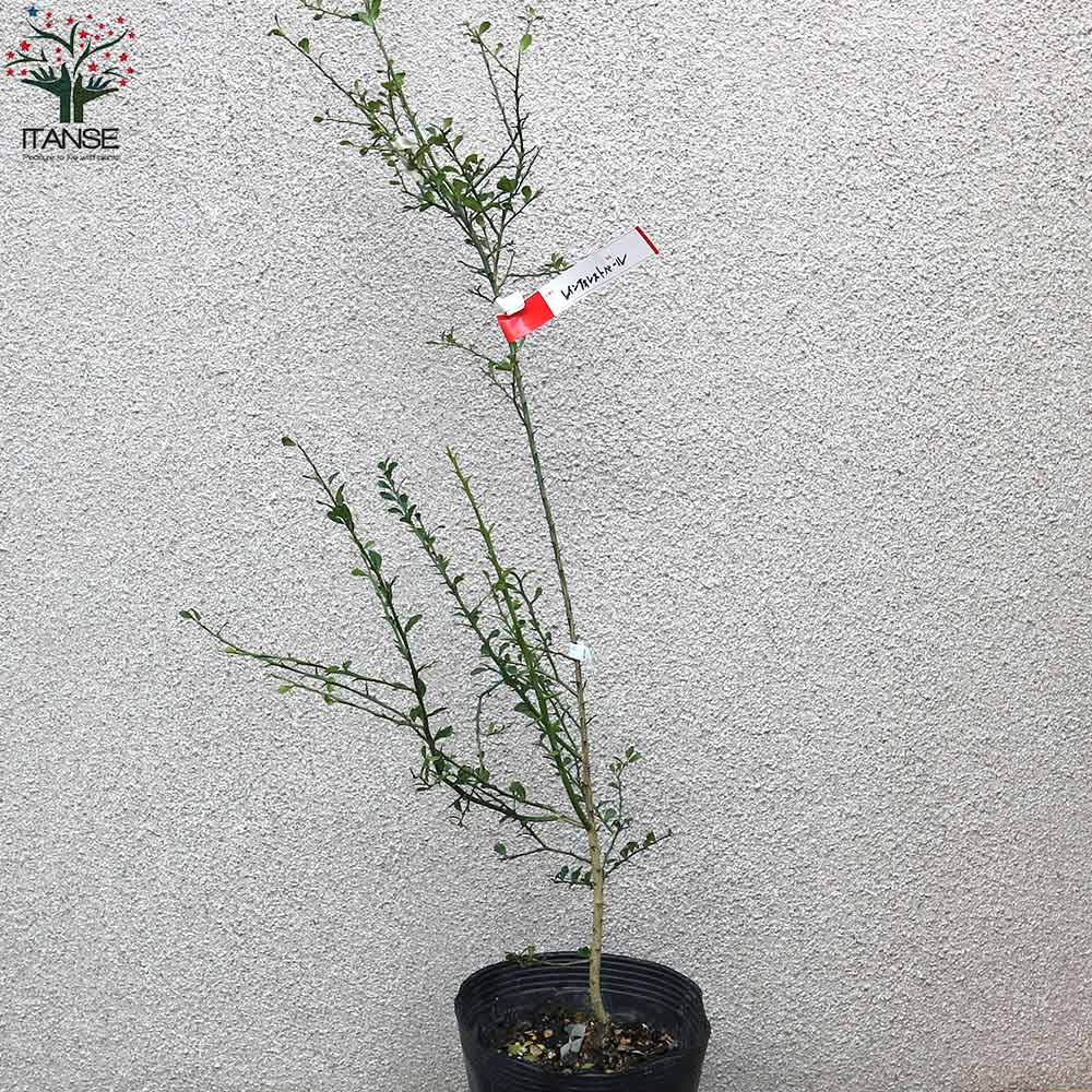 フィンガーライムの苗 レインフォレストパール【果樹の苗木 18cm