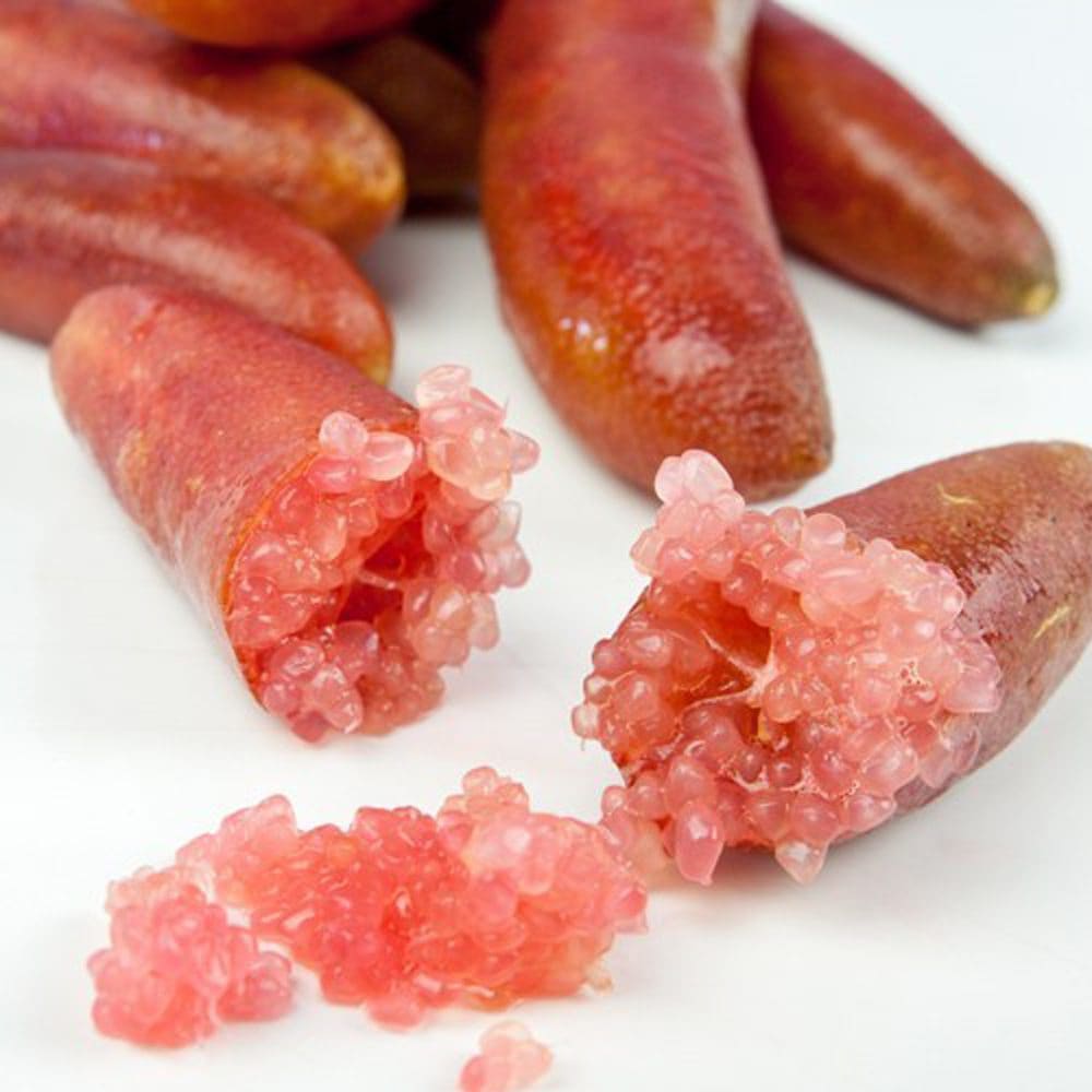 フィンガーライムの苗 レインフォレストパール【果樹の苗木 18cmポット大苗 2年生 接木苗／1個売り】