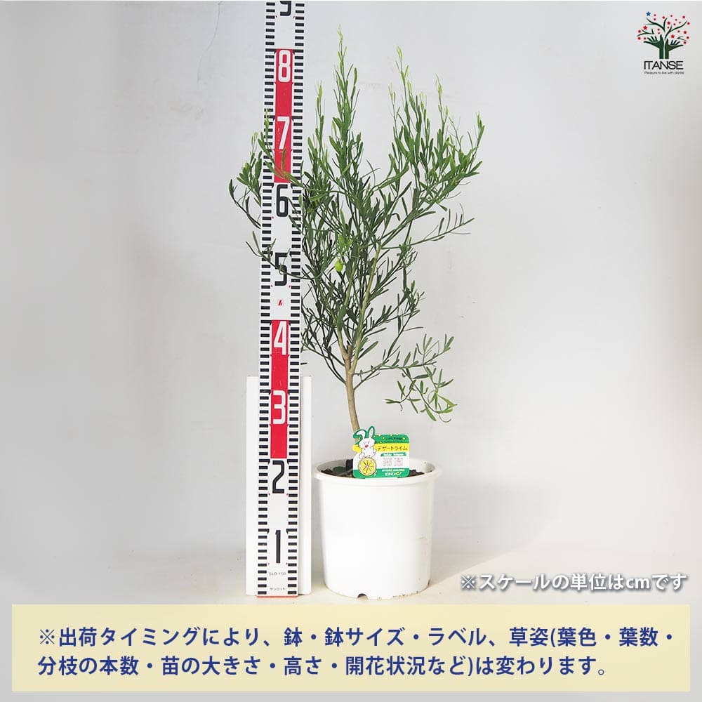 フィンガーライム近縁種 デザートライム【果樹苗 6～7号 接木苗／1個