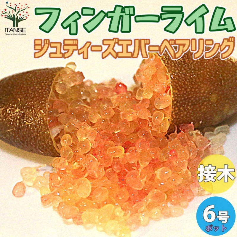 フィンガーライムの苗 レッドシャンパン【果樹の苗木 18cmポット大苗 2