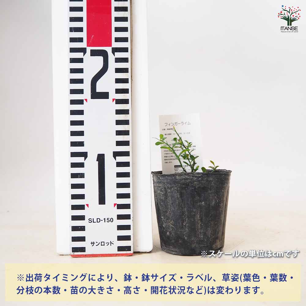 フィンガーライムの苗 オーストラリアンブラッドライム【果樹苗／9cm