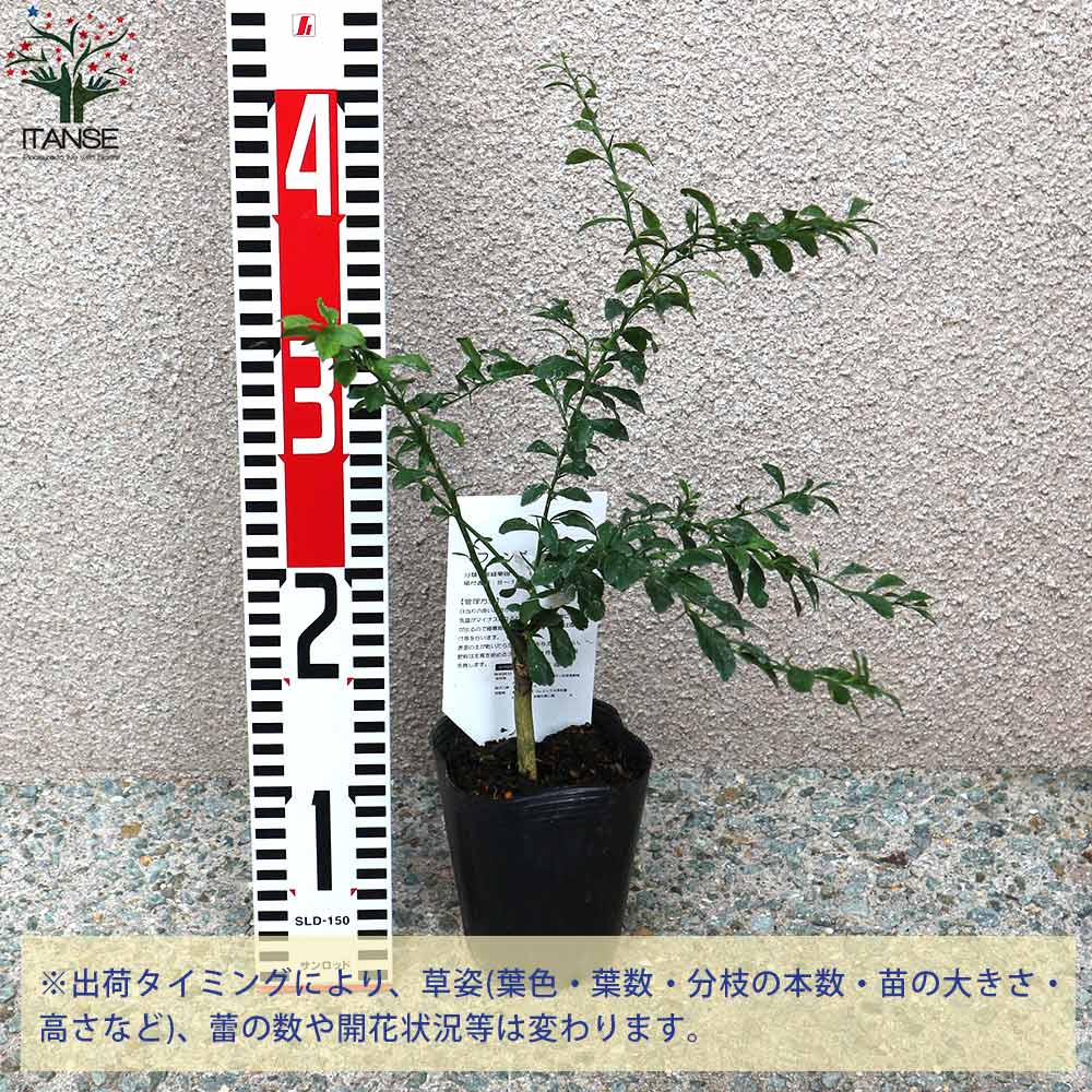 フィンガーライムの苗 サンシャインイエロー【果樹の苗 9cmポット 1