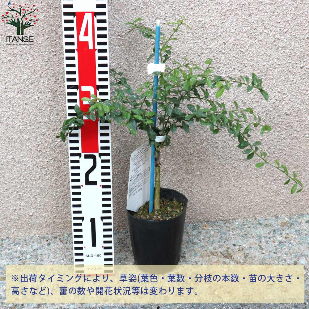 フィンガーライムの苗 ジュディーズエバーベアリング【果樹の苗