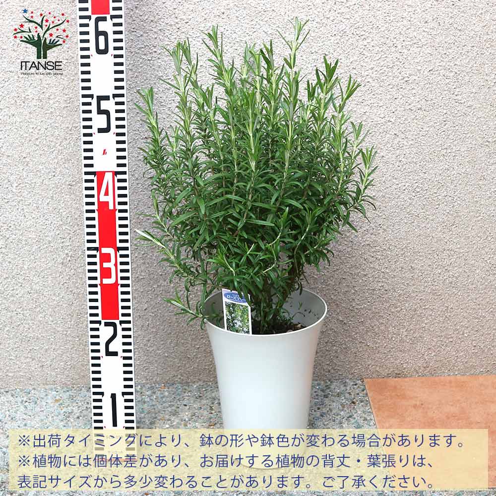 ローズマリー レックス 【6号大苗ロング鉢／1個売り】｜ 【植物の