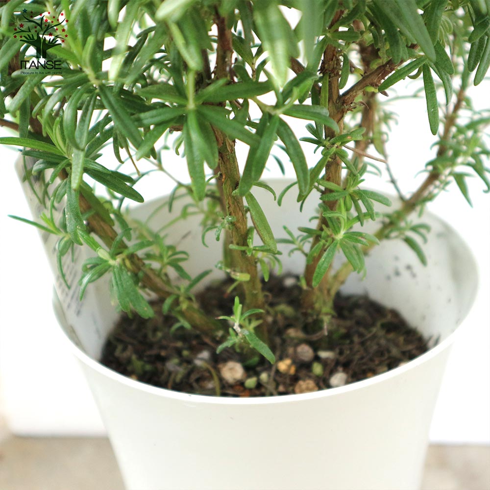ローズマリー レックス 【6号大苗ロング鉢／1個売り】｜ 【植物の