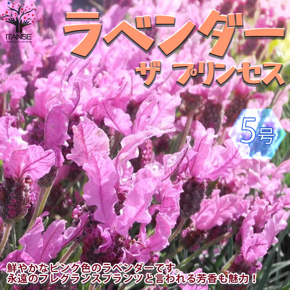 フレンチラベンダー ザ・プリンセス ラベンダー【ハーブの苗 5号鉢／1個売り】