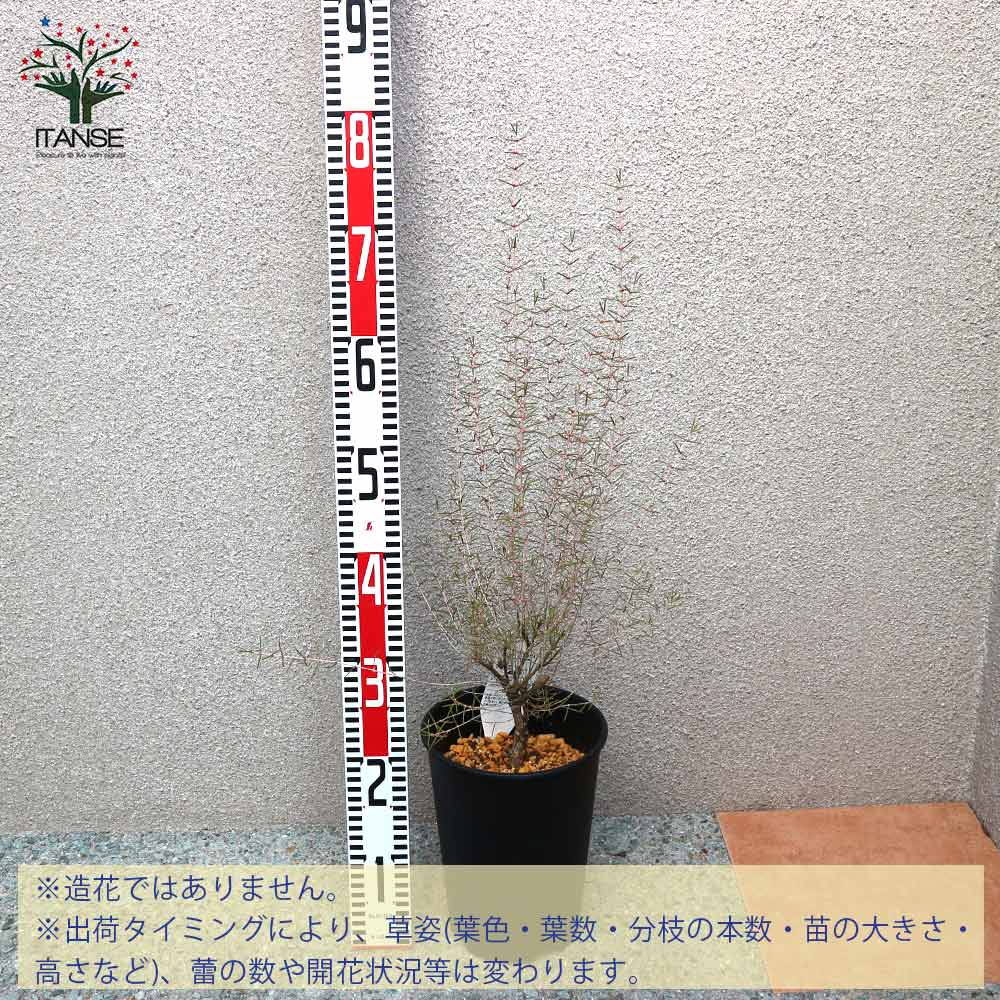 ヒポカリマピンク 常緑低木 【庭木 6号鉢／1個売り】｜ 【植物の