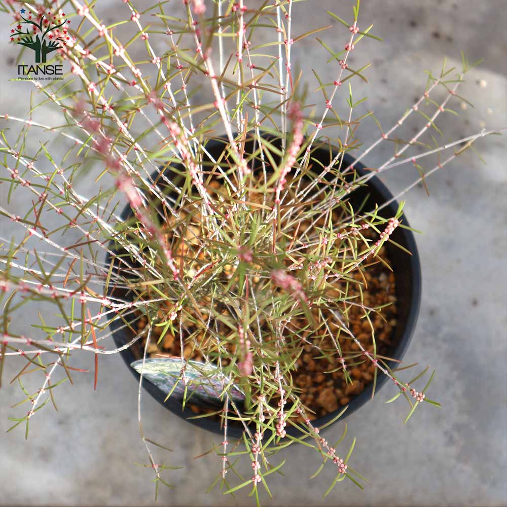 ヒポカリマピンク 常緑低木 【庭木 6号鉢／1個売り】｜ 【植物の