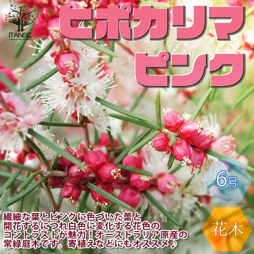 ヒポカリマピンク 常緑低木 【庭木 6号鉢／1個売り】