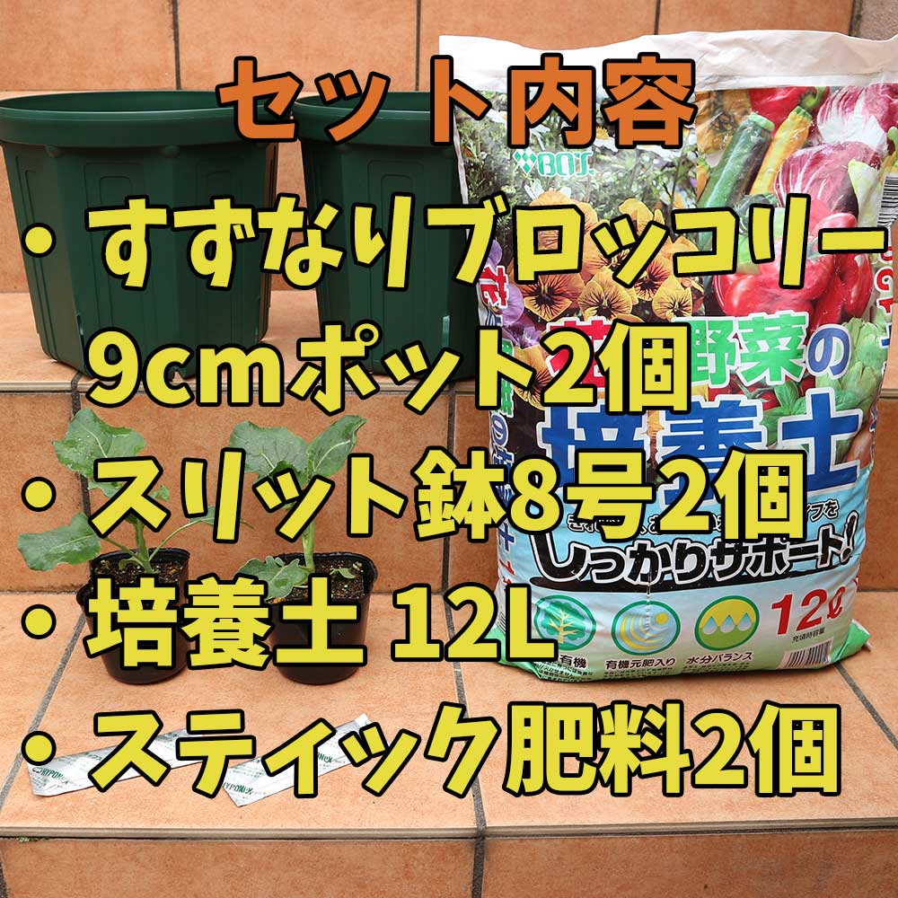 栽培セット すずなりブロッコリー【野菜の苗 9cmポット苗／お買い得2個 