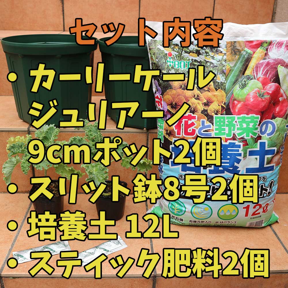 栽培セット カーリーケール【野菜の苗 9cmポット苗／お買い得2個セット
