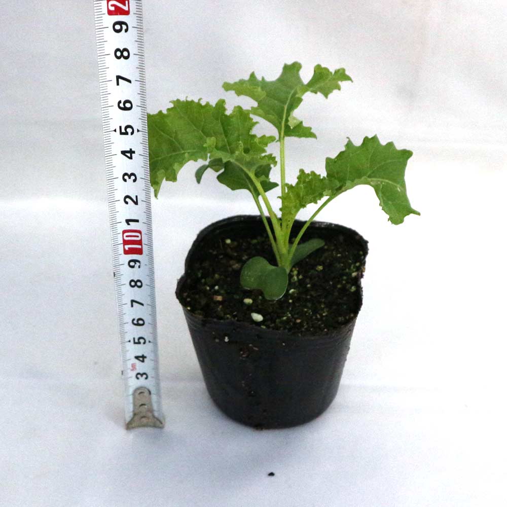 栽培セット カーリーケール【野菜の苗 9cmポット苗／お買い得2個セット