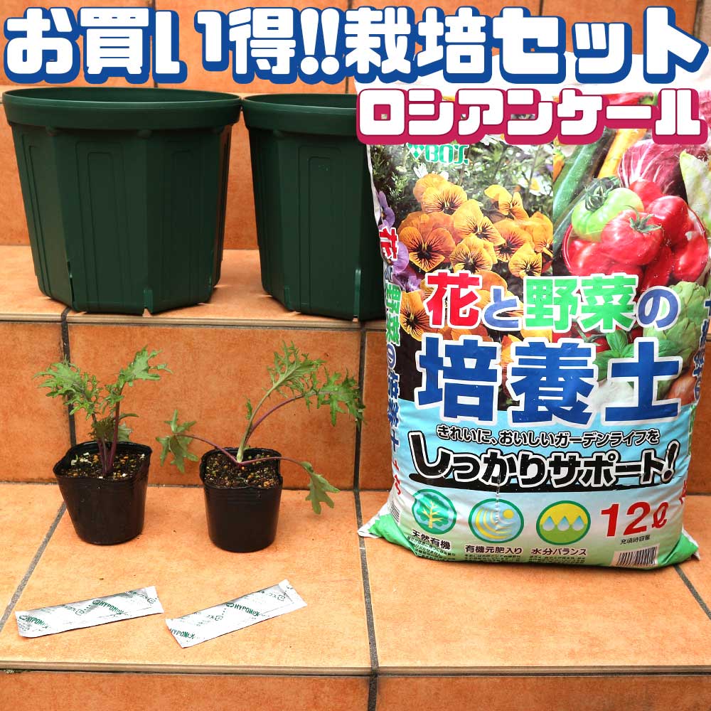 栽培セット ロシアンケール【野菜の苗 9cmポット苗／お買い得2個セット