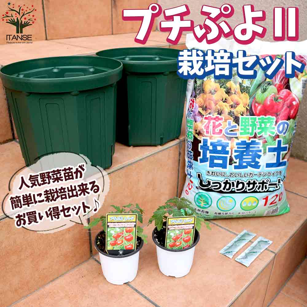栽培セット ミニトマト苗 プチぷよⅡ 赤実【野菜の苗 9cm～10.5cmポット苗／お買い得2個セット】