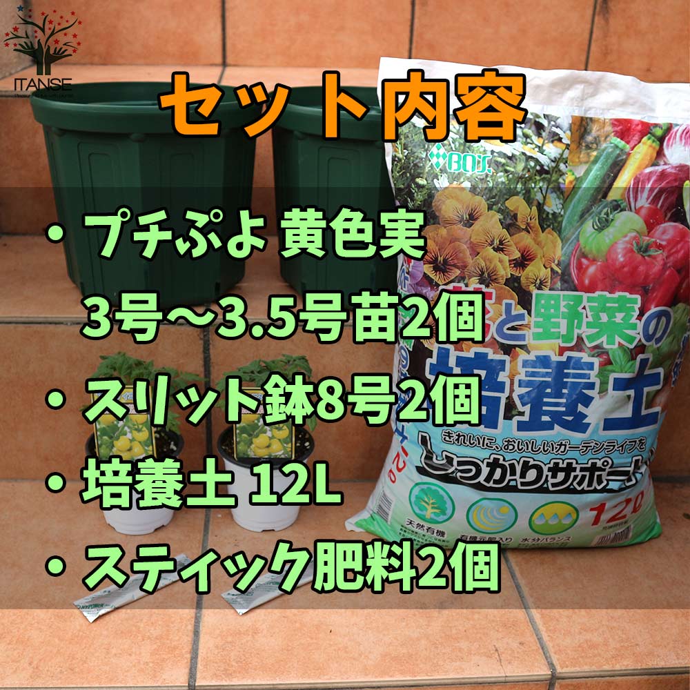 栽培セット プチぷよ黄色実【野菜の苗 9cm～10.5cmポット苗／お買い得2