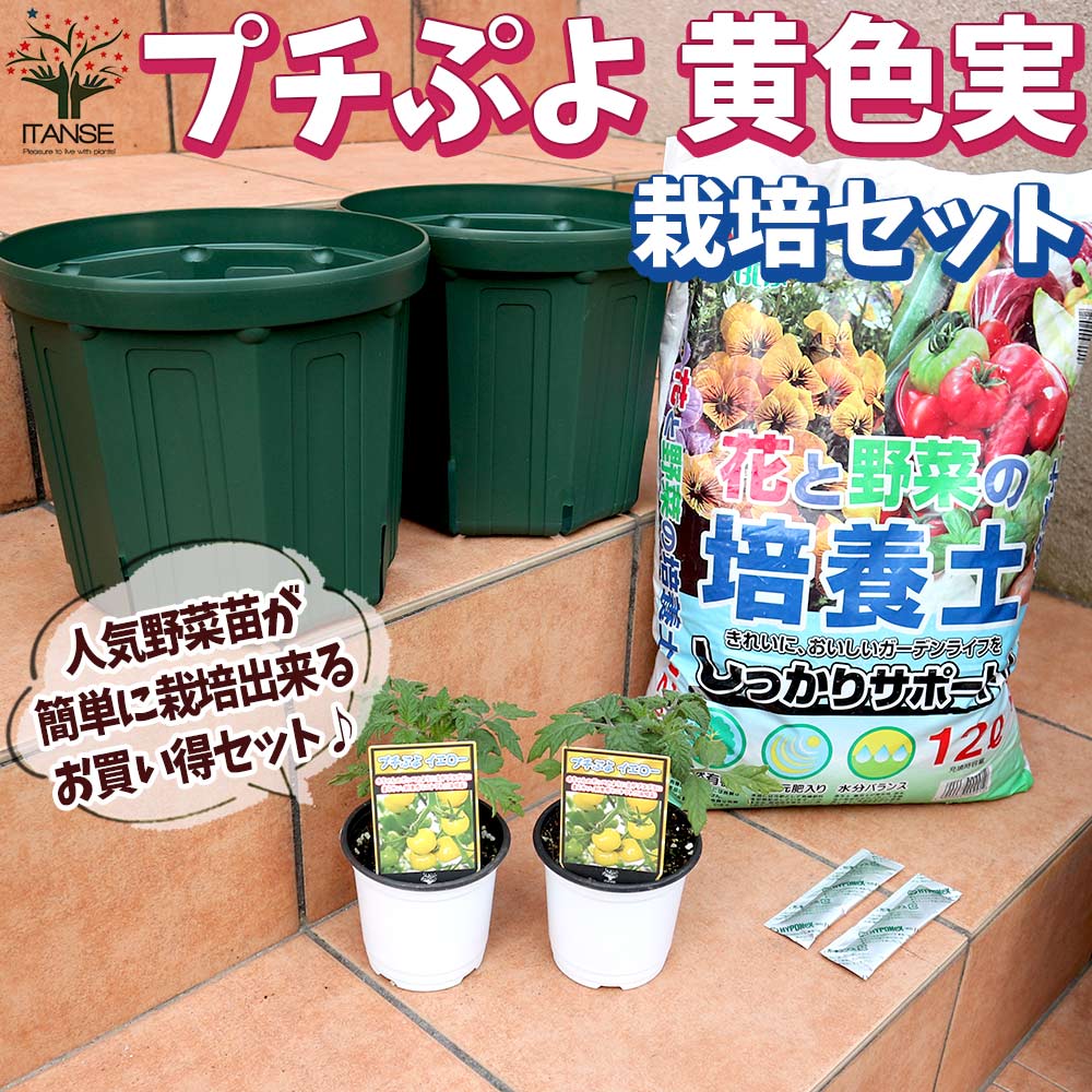 栽培セット プチぷよ黄色実【野菜の苗 9cm～10.5cmポット苗／お買い得2個セット】