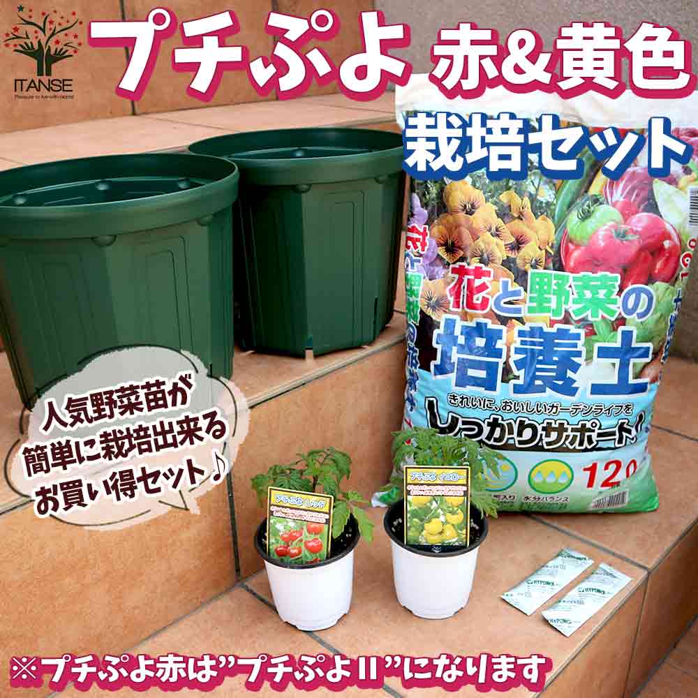 栽培セット ミニトマト苗 プチぷよⅡ 赤実＆プチぷよ黄色実【野菜の苗 9cm～10.5cmポット苗／お買い得2個セット】