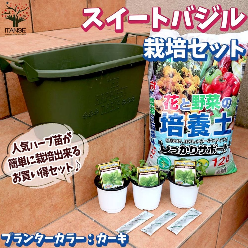 スイートバジルの大苗【野菜苗18cm硬質ポット大苗1個／肥料付