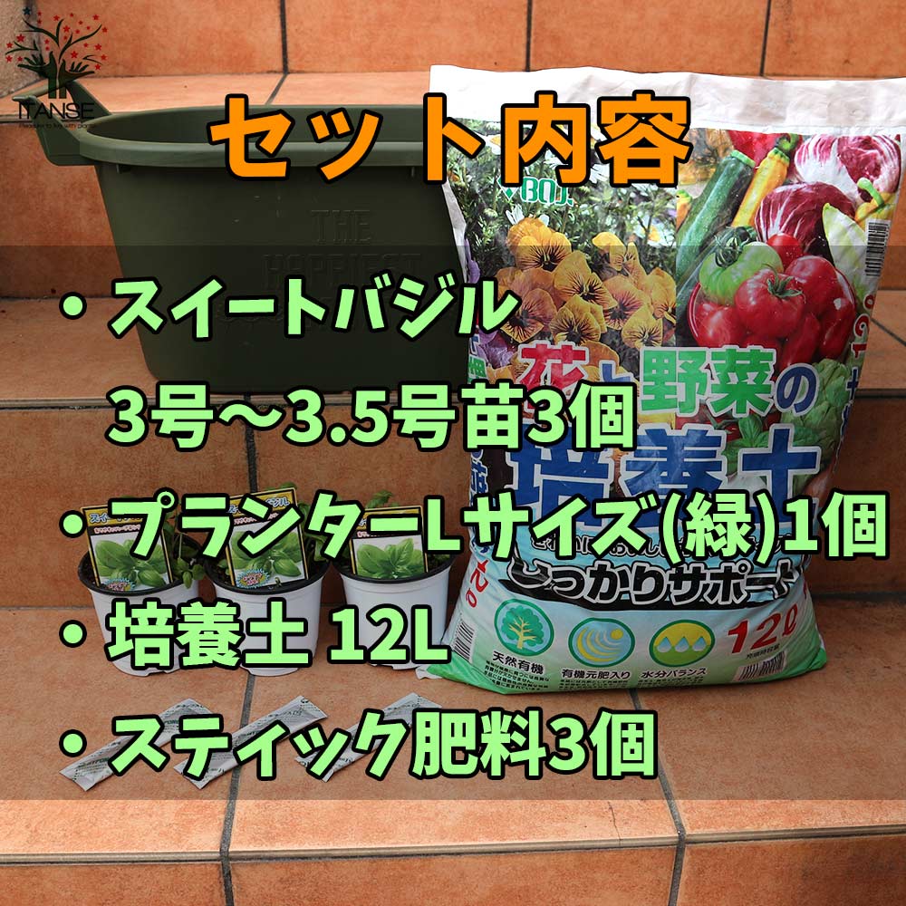 栽培セット スイートバジル【ハーブの苗 9cm～10.5cmポット苗
