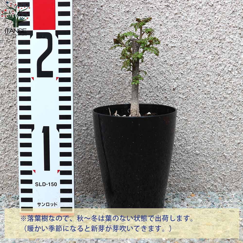 チビ葉山椒　山椒　苗　苗木　香味野菜 チビ葉山椒 山椒 苗 苗木 香味野菜