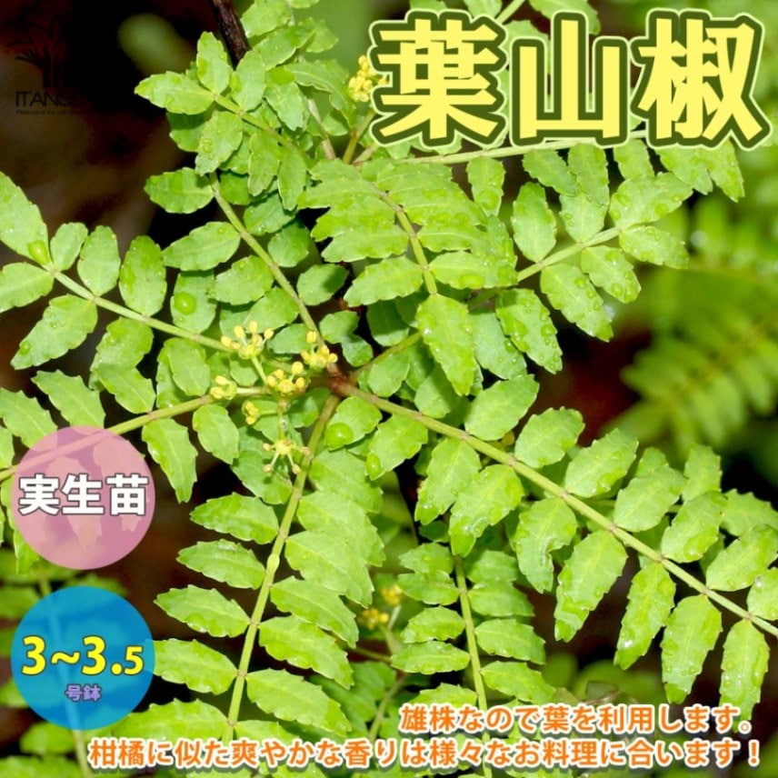 山椒の苗木 葉山椒 ハザンショウ【果樹の苗 3～3.5号ポット苗／1個売り】