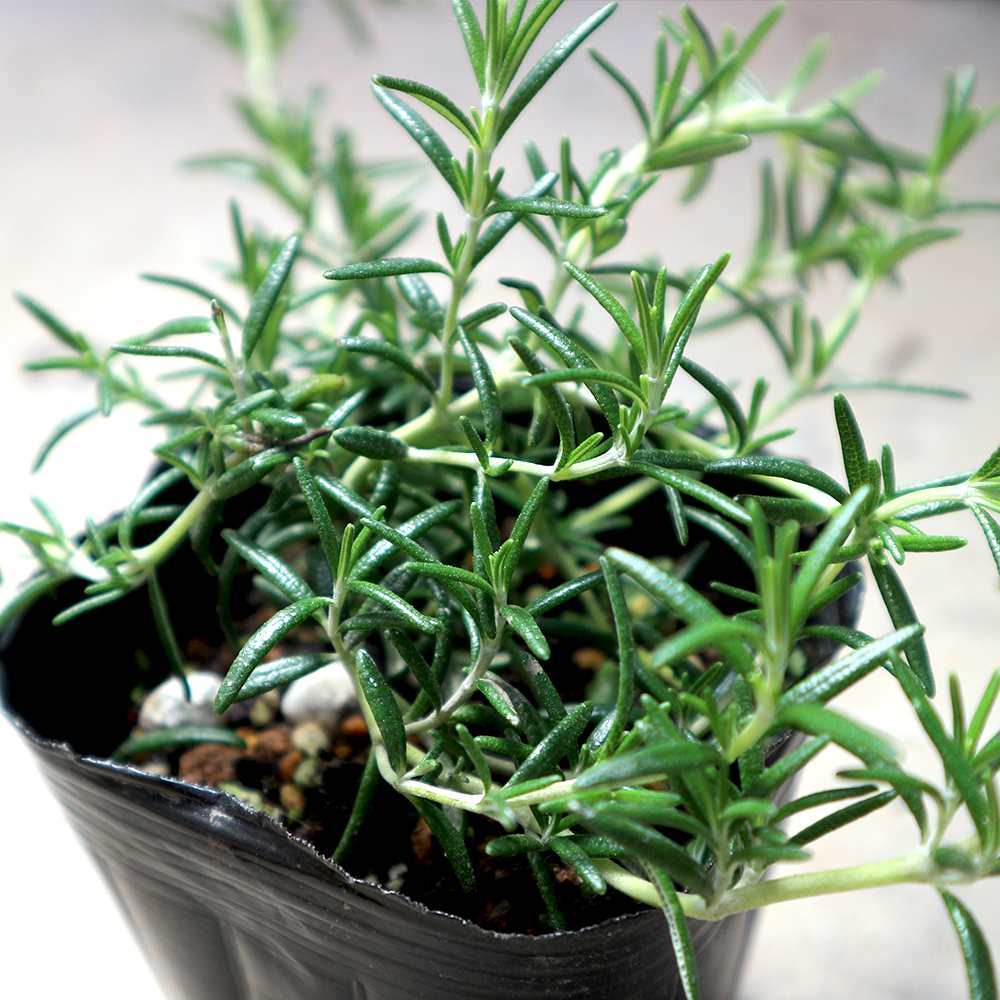 ローズマリー カプリ【ハーブ苗9cmポット】