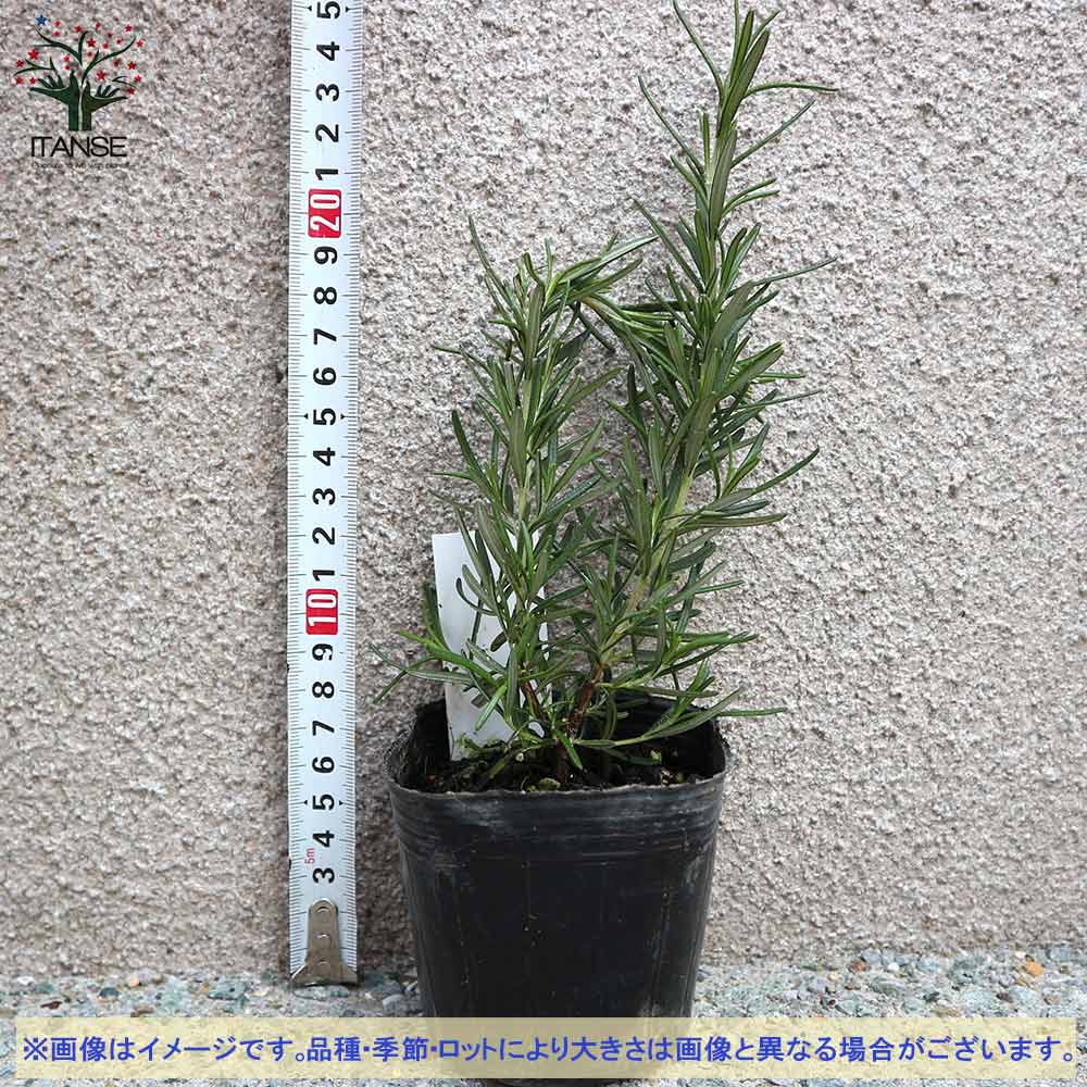 ローズマリー マリンブルー【ハーブ苗9cmポット】｜ 【植物の