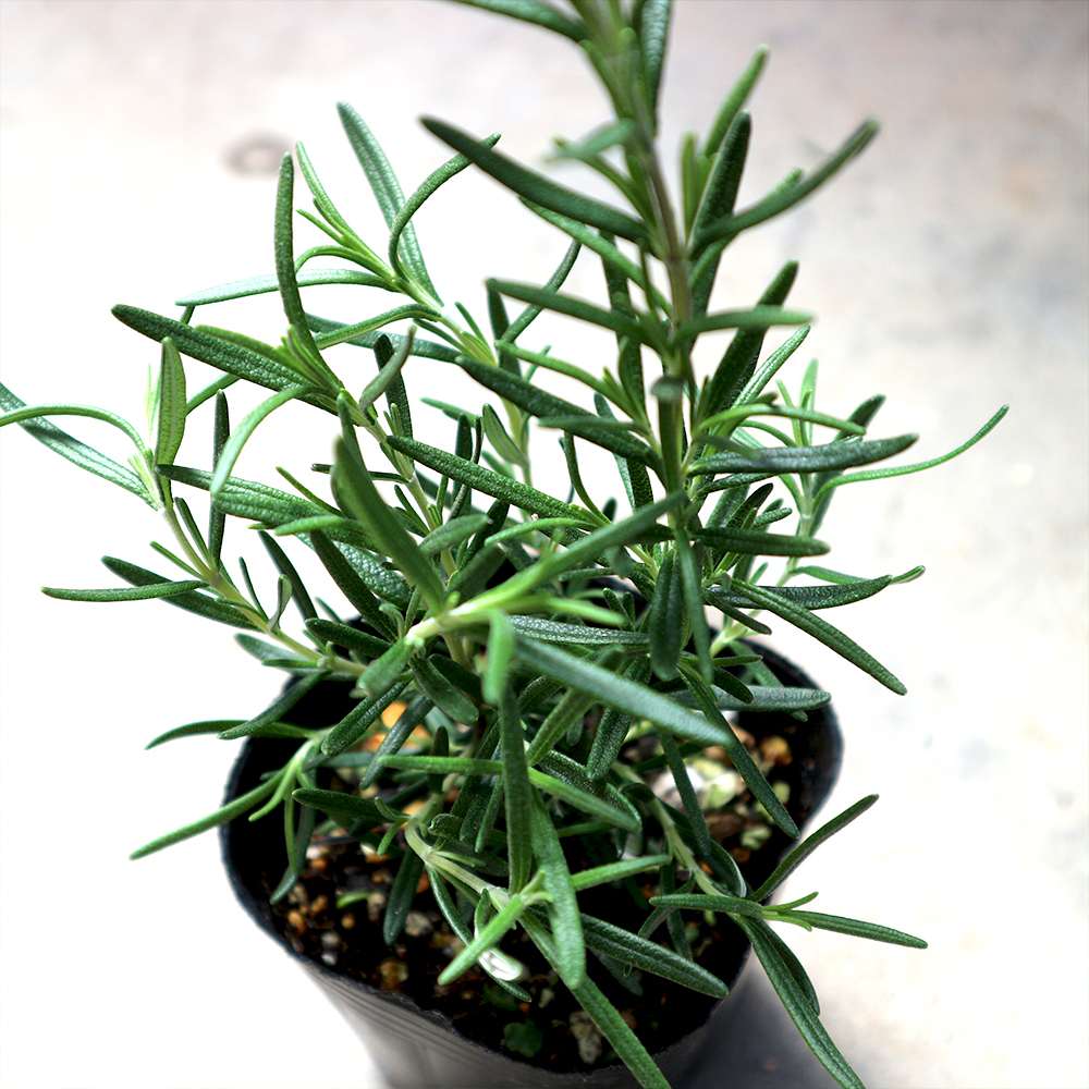 ローズマリー マリンブルー【ハーブ苗9cmポット】