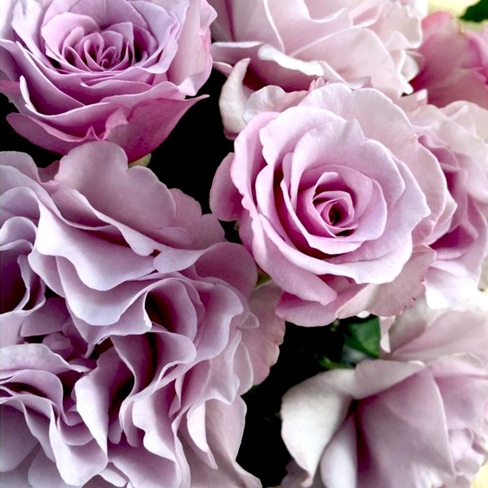 エレガントローズさま 000000001889_WoFovH6.jpg