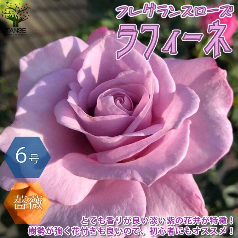 フレグランスローズ エターナル コンパクトな木立性【花苗 6号鉢 バラ 