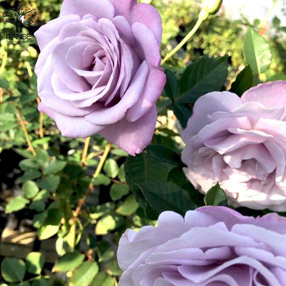 フレグランスローズ ラフィーネ コンパクトな木立性【花苗 6号鉢 バラ