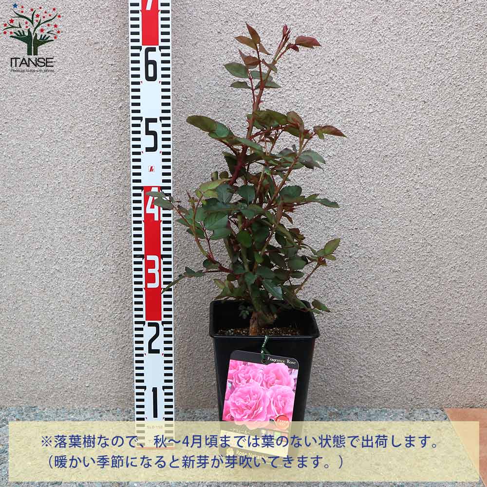 フレグランスローズ アリュール コンパクトな木立性【花苗 6号鉢 バラ