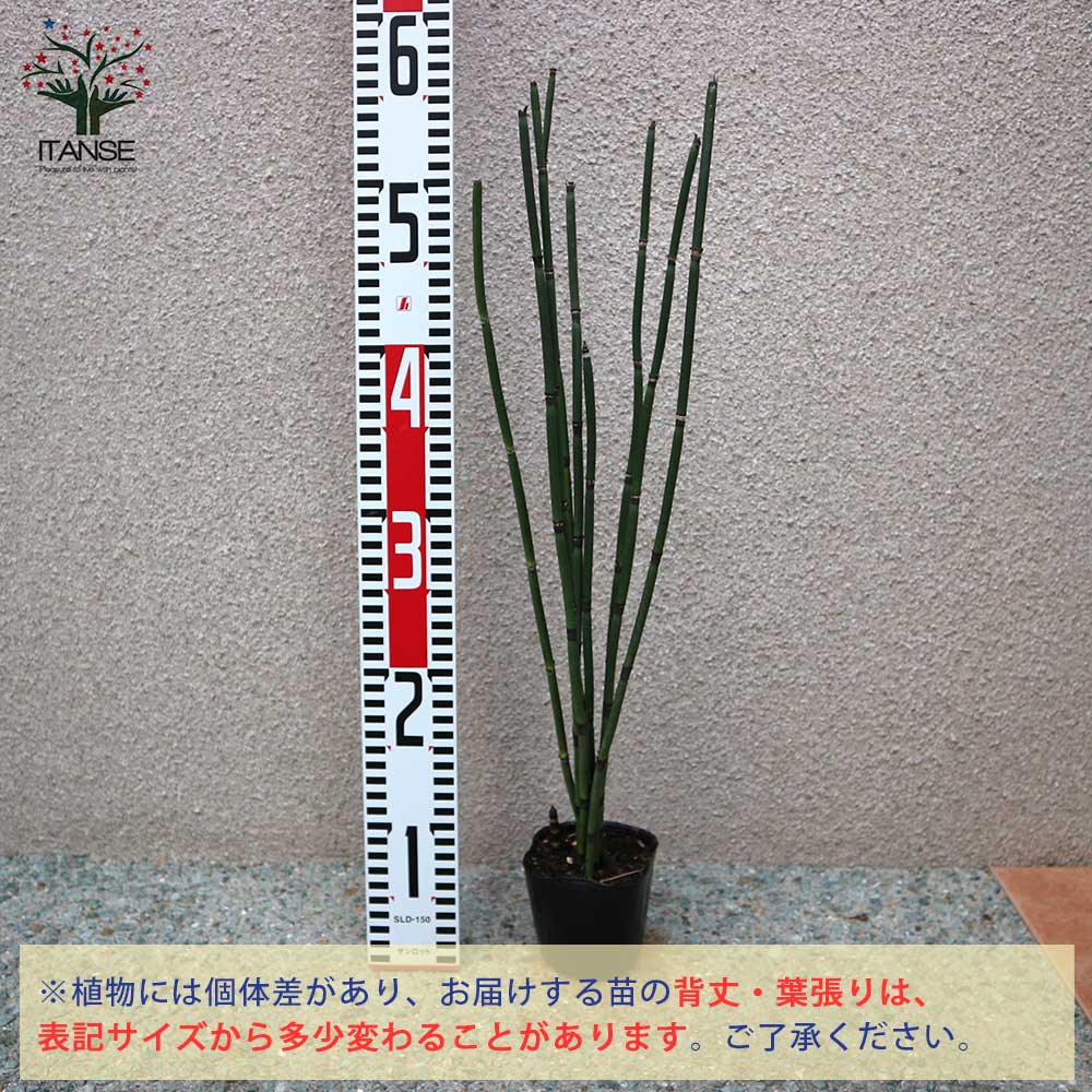トクサ 砥草【観葉植物 9cm】｜ 【植物のITANSE】全品送料無料 