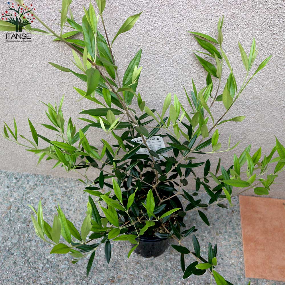オリーブの苗木 ひなかぜ【果樹の苗木 6号鉢／1個売り】｜ 【植物の