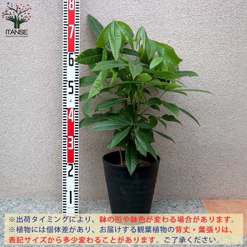 観葉植物 パキラ 4本～5本立ち【観葉植物 7号プラスチック鉢／1個売り 