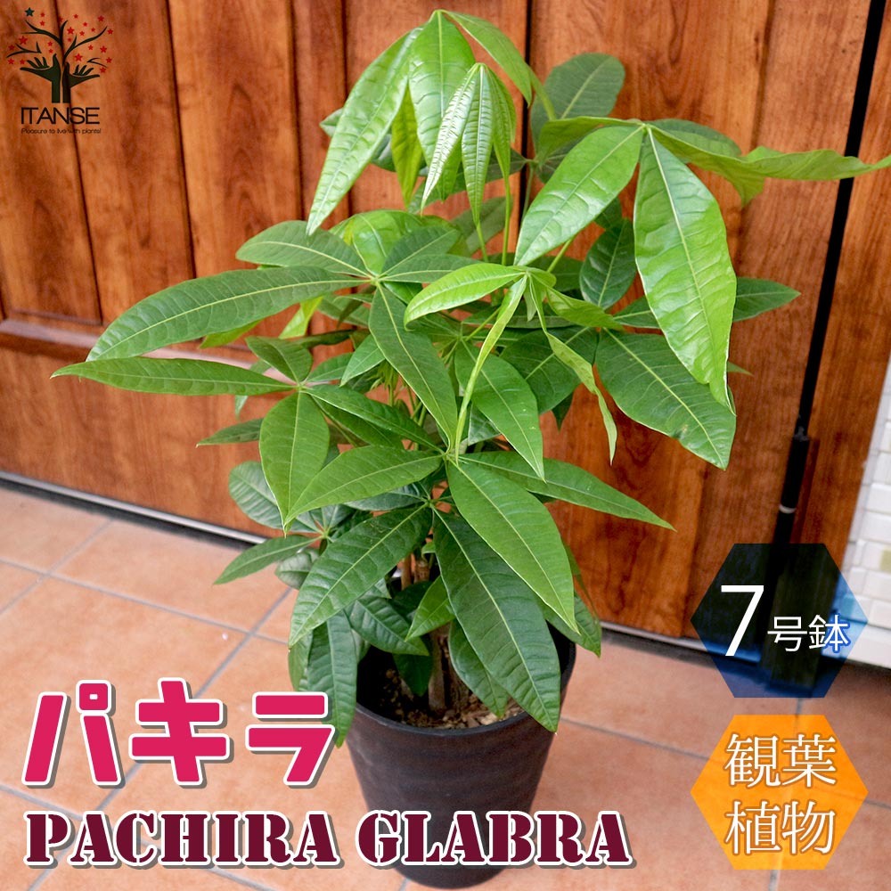 観葉植物 パキラ 4本～5本立ち【観葉植物 7号プラスチック鉢／1個売り】