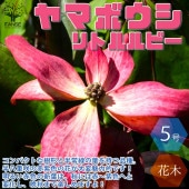 ヤマボウシ リトルルビー【庭木 15cmポット 2年生苗木／1個売り】|植木・花木