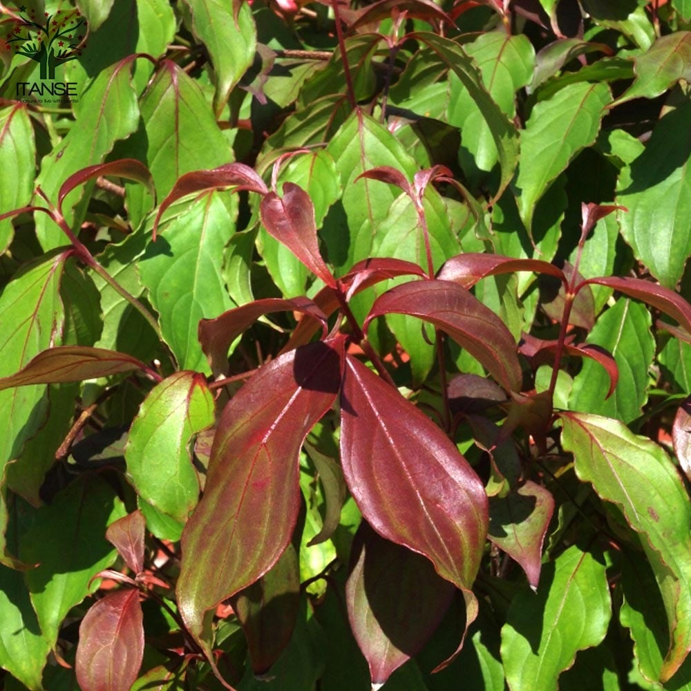 常緑ヤマボウシリトルルビーNo.1 常緑ヤマボウシリトルルビーNo.1