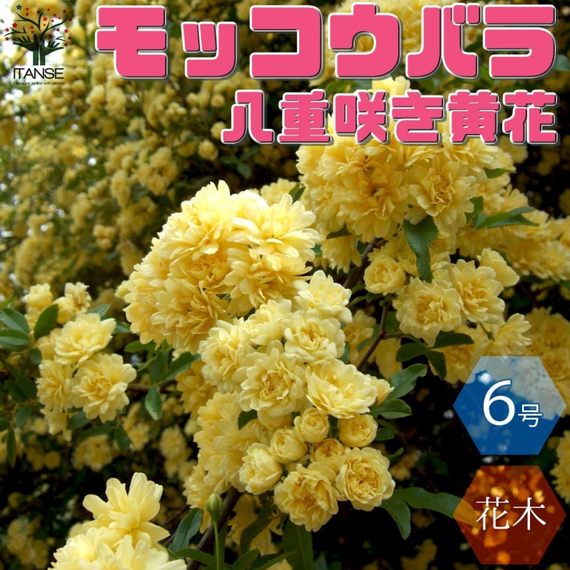 モッコウバラ 黄花 八重咲き【花苗 3.5号ポット】｜ 【植物の