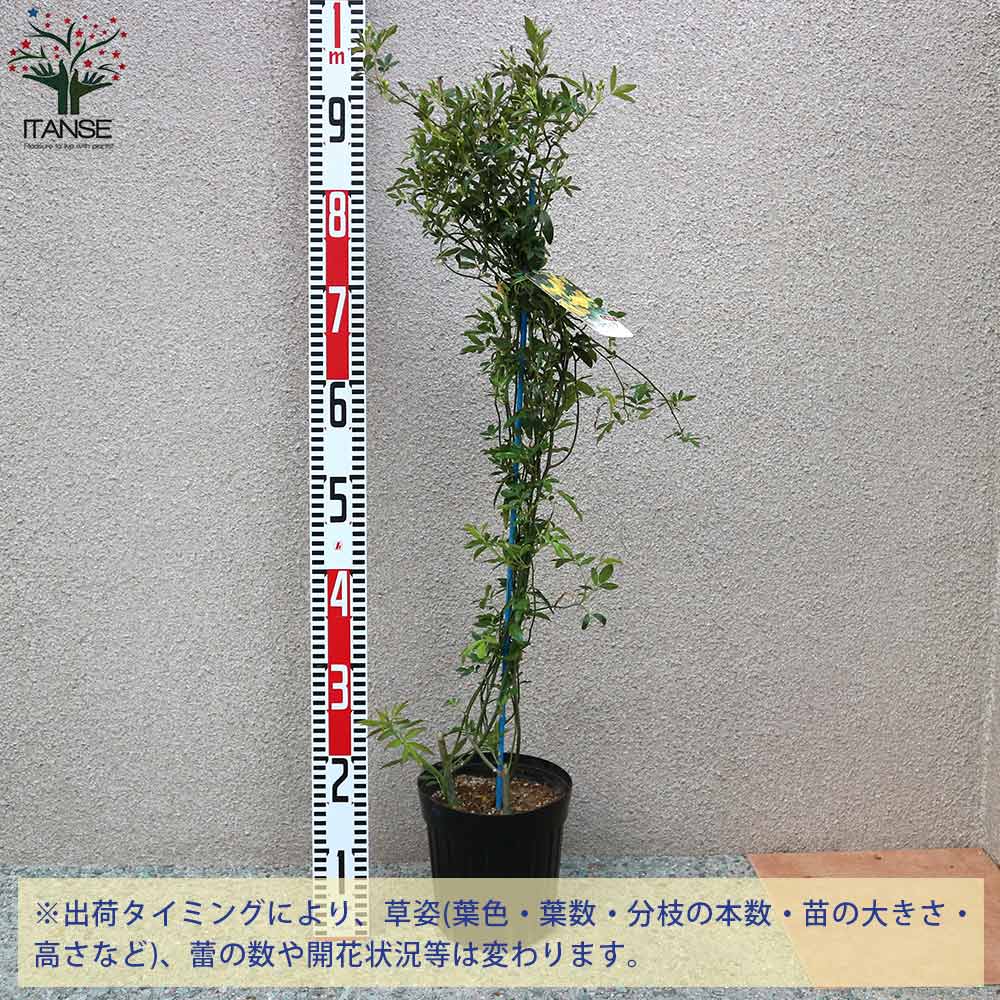 モッコウバラ　　抜き苗です　選べるおまけ付き 楽天市場】選べる モッコウバラ 苗 苗木 9cmポット 樹高約30cm 黄色 白