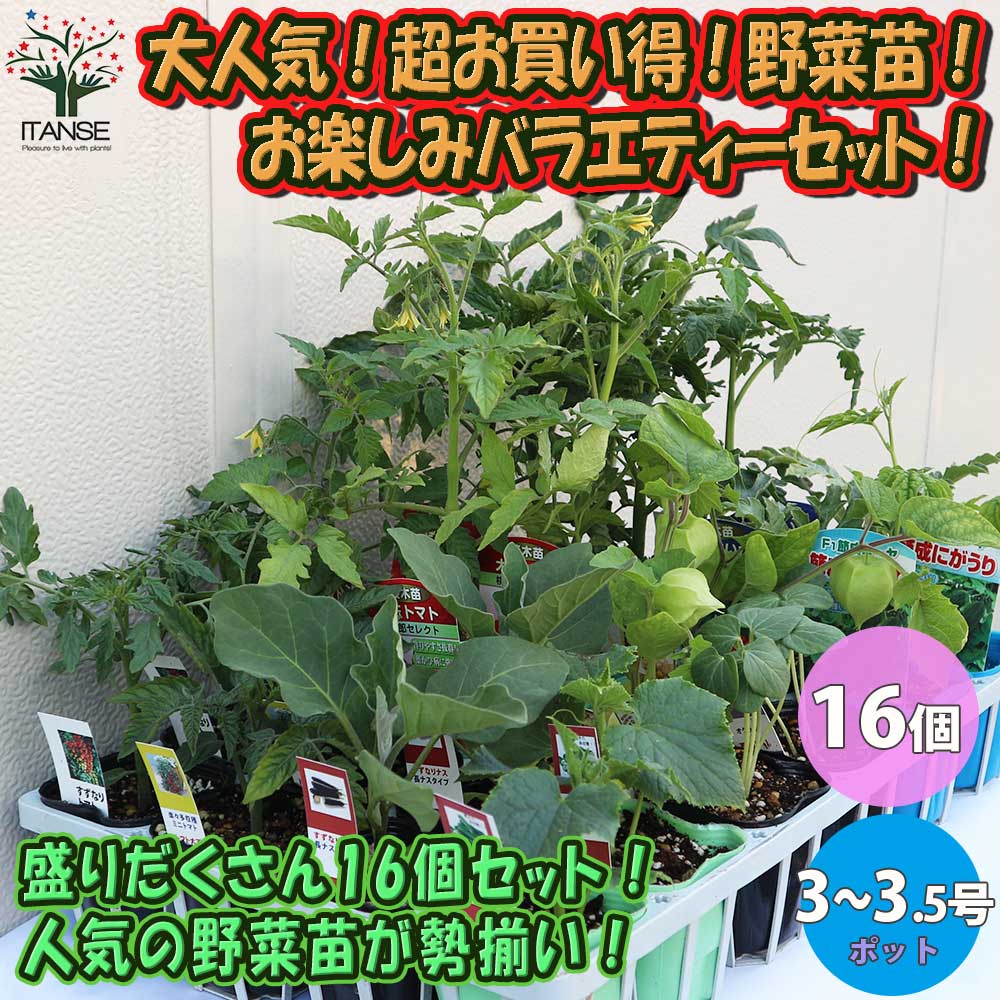 野菜苗お楽しみバラエティーセット【野菜の苗 9～10.5cm／お買い得16個セット】