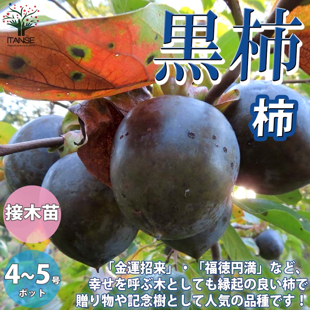 柿の苗木 黒柿【果樹の苗木 12~15cmポット 1年生 接木苗/1個 柿の苗木 黒柿【果樹の苗木 12~15cmポット 1年生 接木苗/1個