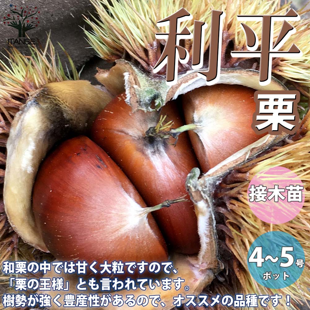 栗の苗木 利平【果樹の苗木 12～15cmポット 1年生 接木苗／1個売り