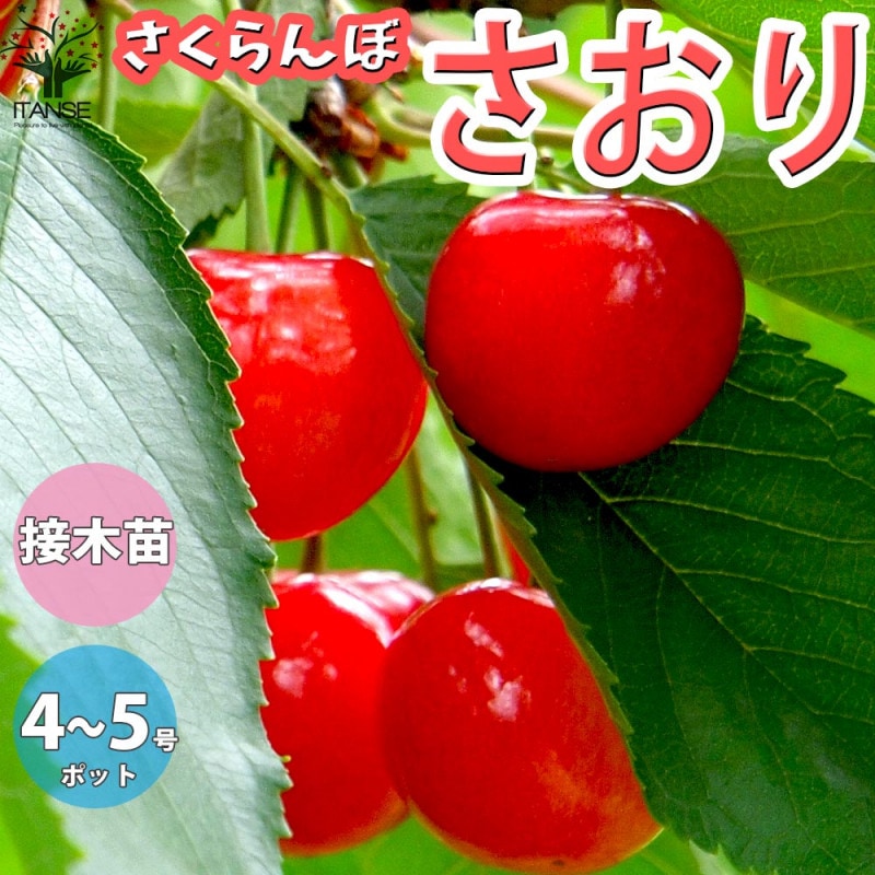 さくらんぼの苗木 佐藤錦【果樹苗 2年生 接木苗15cmポット／1個