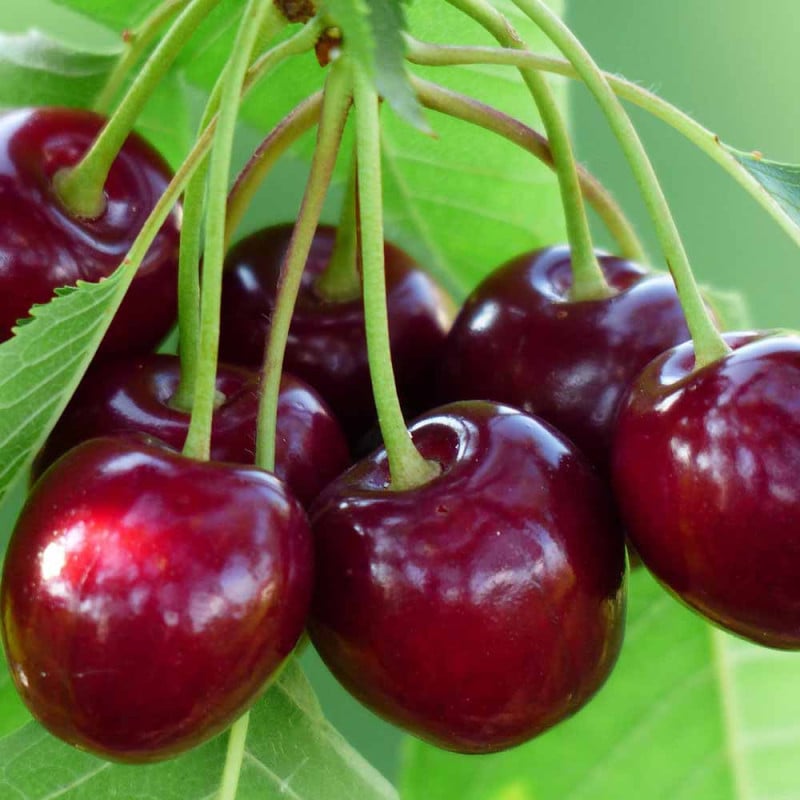 サクランボ 苗木　ナポレオン　１.7メートル健康な果樹の若木 サクランボ 苗木 ナポレオン 1.7メートル健康な果樹の若木